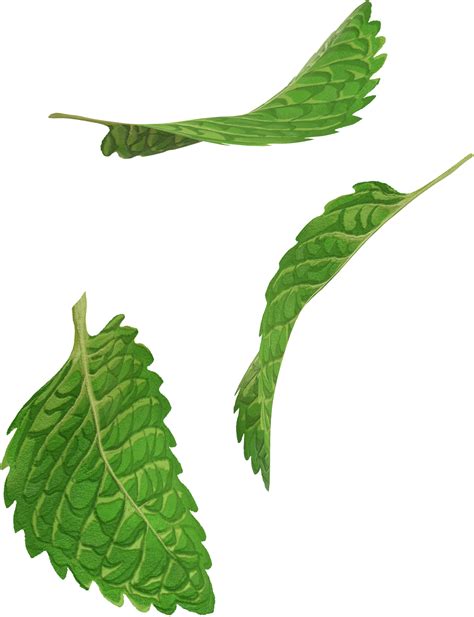 Green Mint Leaf 46390856 Png