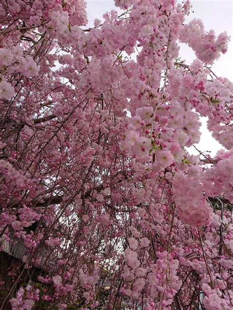 垂れ桜 日々徒然 楽天ブログ