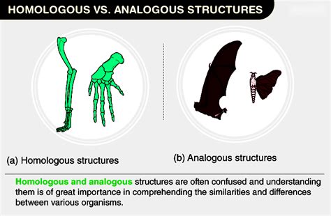 Understanding the Difference Between Homologous and Analogous Structures