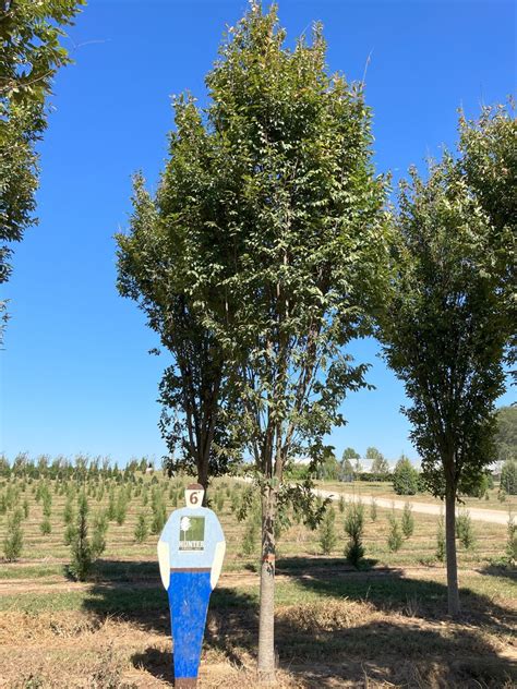 Zelkova Serrata Musashino Archives Hunter Trees LLC