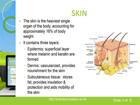 SOLUTION Examination Of The Integumentary Perivascular And