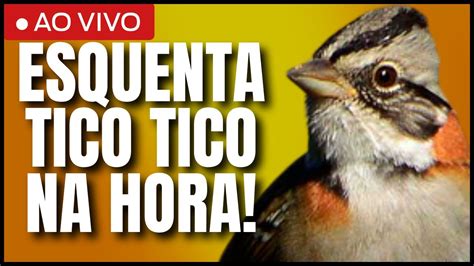 CANTO DE TICO TICO PARA ESQUENTAR FÊMEA DE TICO TICO MARCHEANDO PRA