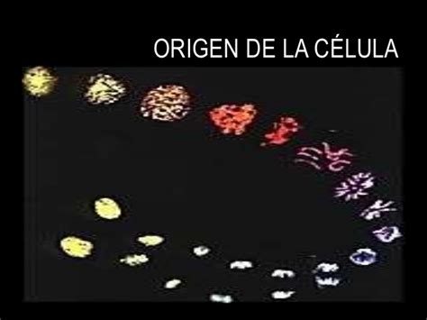 Origen de la celula ORIGEN Y EVOLUCIÓN DE LA CÉLULA