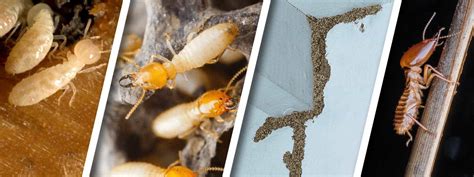 Termite Control Best Termite Treatment Anti Termite Piping System