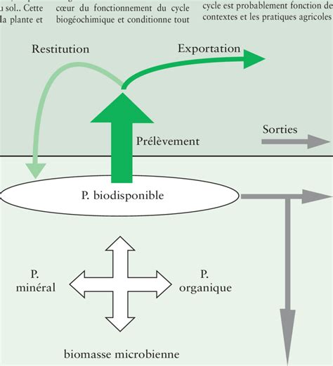 Schéma du cycle simplifié de phosphore dans un écosystème cultivé