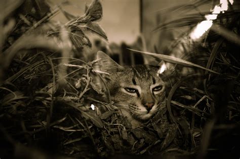 Free Nakna Kvinnor Dildo Fitta Cactus Images Pixabay