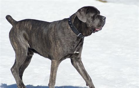 Cane Corso Bite Force: Measuring Up To Lion's Roar