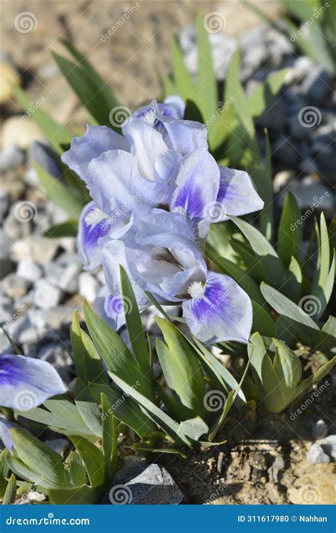 Iris Bonnie Babe Stock Photo Image Of Iris Babe Pale 311617980