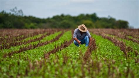 Qué es la Agricultura Extensiva Definición Características y