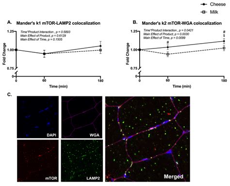 Skeletal Muscle Mtor Colocalization Using Immunohistochemistry Panel