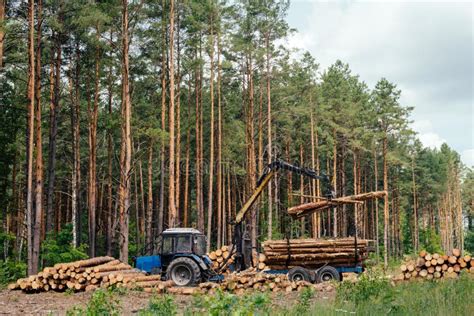 Harvester Working In A Forest Harvest Of Timber Firewood As A