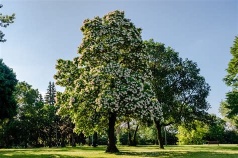 10 Types of Flowering Trees