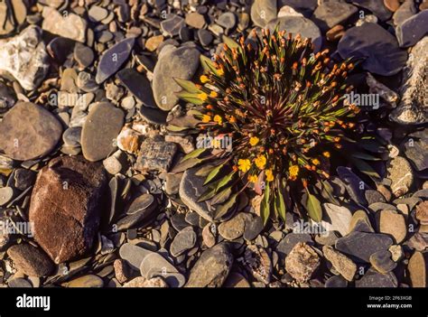 Dwarf Alpine Hawksbeard Crepis Nana Flowering In Arctic Tundra Of