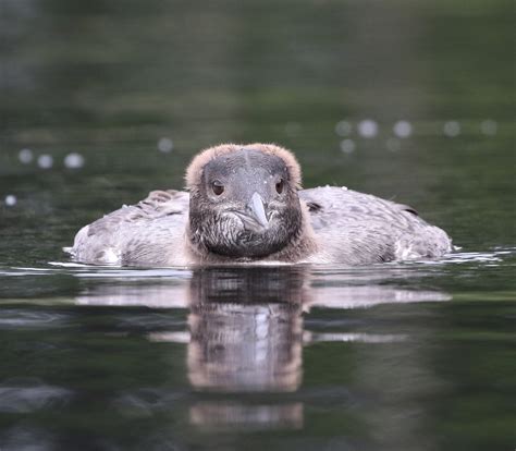 Nesting & Reproduction — Adirondack Center for Loon Conservation