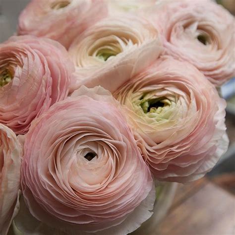 Blush Pink Ranunculus Classically English An October Wedding Pin