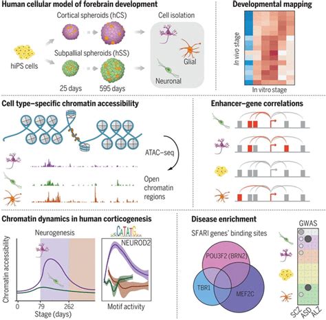 Chromatin Accessibility Dynamics In A Model Of Human Forebrain