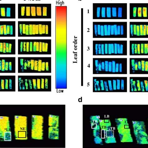 Chlorophyll Fluorescence Images For Fo Fm And Fv Fm In Seagrass Leaf