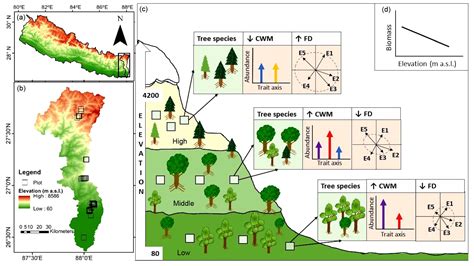 Linking Leaf Elemental Traits To Biomass Across Forest Biomes In The