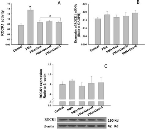 Alterations of ROCK1 activity (A), mRNA expression (B) and protein ... 