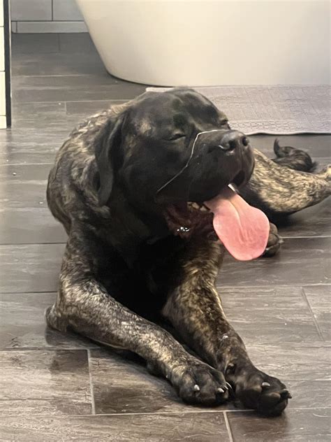 Cooling off on the tile after a short walk. : r/Mastiff