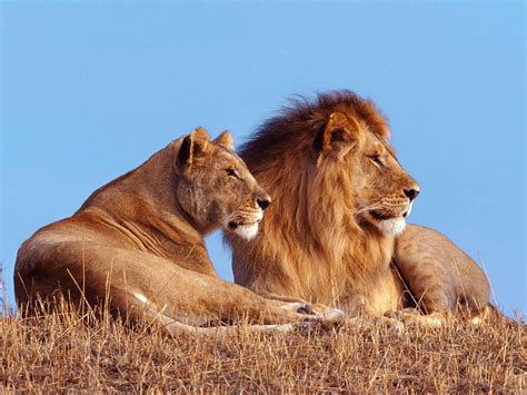 Top Imagen Porque Tienen Melena Los Leones Abzlocal Mx