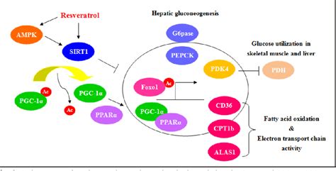 Figure 2 From Modulation Of SIRT 1 Foxo 1 Signaling Axis By Resveratrol