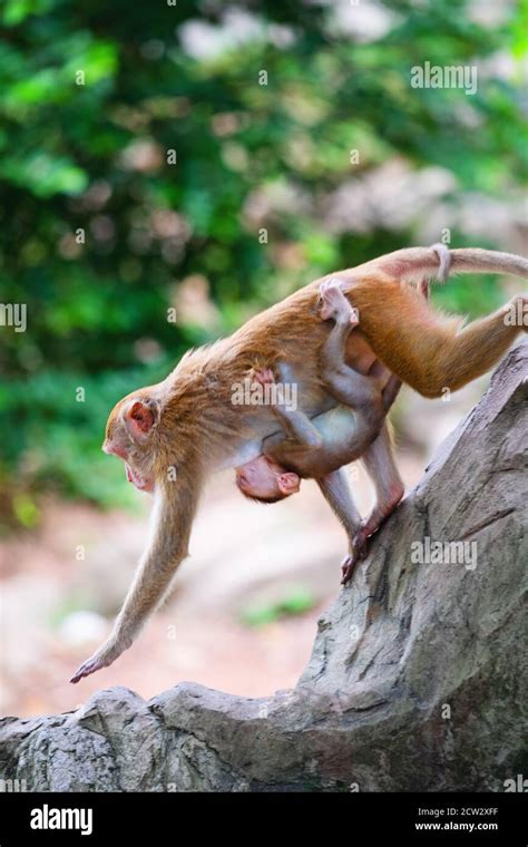 Mother monkey and baby monkey walk on rock with love Stock Photo - Alamy