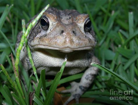 Jeremiah Was A Bullfrog Photograph by Skip Willits - Fine Art America