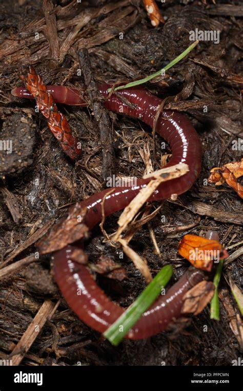 Lumbricus Terrestris Close Up Hi Res Stock Photography And Images Alamy