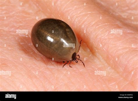 Fully Engorged Ixodes Deer Tick That Dropped Off A Pet Cat After Taking