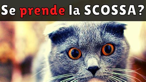 Come Aiutare Un Gatto Che Ha Preso La Scossa Cosa Fare Youtube