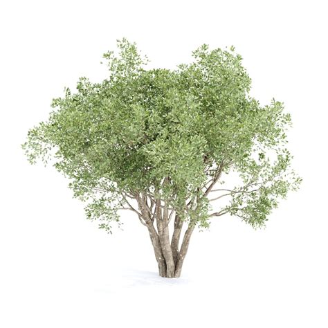 3D Shrubs Collection Vol 241 TurboSquid 2156295