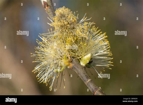 Pussy Willow Catkins Stock Photo Alamy