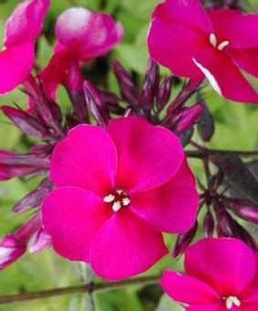 Phlox paniculata 'Kirchenfurst' - GARDENIDEA