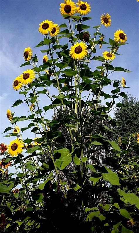 Sunflower #8 - 50+ Heads Per Plant. Looks like beautiful sunflower tree 15 Seeds - Seeds