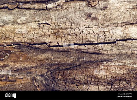 Walnut Tree Wood Texture Hi Res Stock Photography And Images Alamy