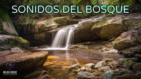 Sonidos Del Bosque Dormir Bien Dejar De Pensar Calmar La Mente