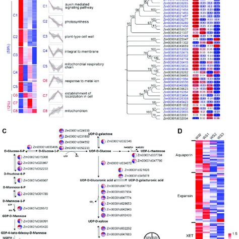 Drought Repressed Gene Expression In 50 Mm Ears A Drought Responsive