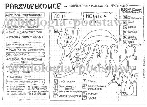 Klasa 6 Parzydełkowce sketchnotka Złoty nauczyciel