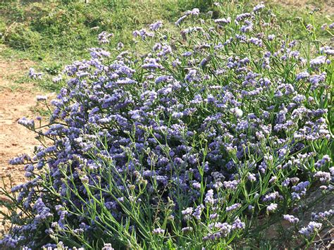 עדעד כחול | Limonium sinuatum - חנות הזרעים של הגן הבוטני האוניברסיטאי ...