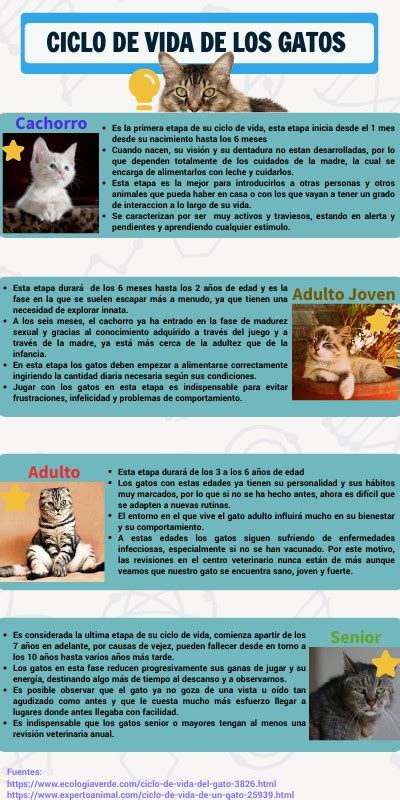 Infografía Del Ciclo De Vida De Los Gatos