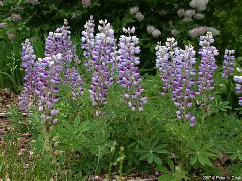 Lupinus Perennis Wild Lupine Minnesota Wildflowers