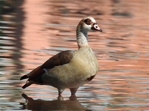 Duck Water Animal Free Photo On Pixabay Pixabay