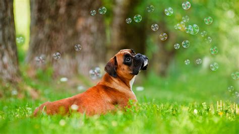 🔥 [50+] Boxer Puppy Wallpapers | WallpaperSafari