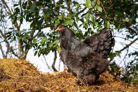 Best Meat Chicken Breeds For Your Backyard Coop Outdoor Happens