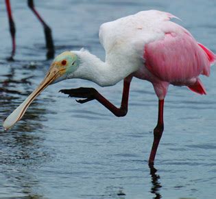 Family Threskiornithidae - Peru Aves