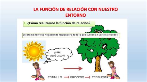 La Función De Relación En Los Seres Vivos Una Guía Para Niños Buscar