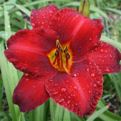 Chicago Apache Daylily Oakes Daylilies