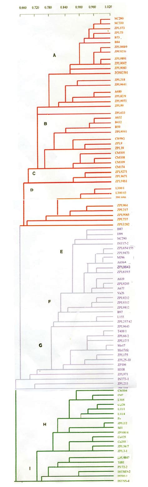 Cluster Analysis Of 96 Maize Inbred Lines Download Scientific Diagram