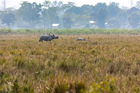 10 Things You Need To Know About Indian Rhinos Nature Infocus